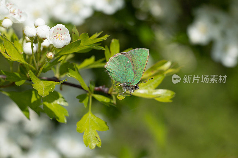 绿纹蝶(Callophrys Rubi)